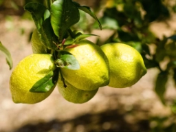Citrusträdet står med blommor och mogna frukter hela året