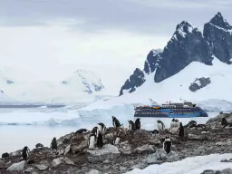 Åsnepingviner (Gentoo-pingviner) vid Jougla Point Åsnepingviner (Gentoo-pingviner) vid Jougla Point
