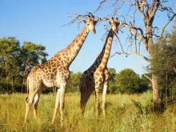 Girafferna är de högsta djuren i världen och blir 5,5–6 meter höga Girafferna är de högsta djuren i världen och blir 5,5–6 meter höga