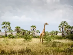 Giraffer kan bli högre än ett tvåvåningshus Giraffer kan bli högre än ett tvåvåningshus