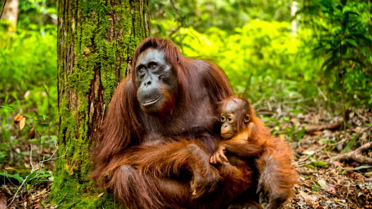 Orangutang med unge Orangutang med unge