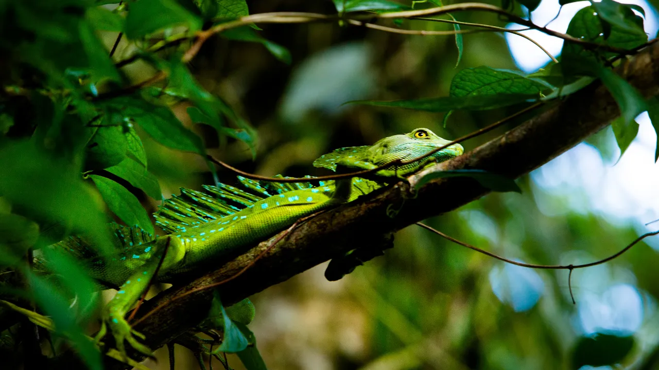 En grön basilisk – även kallad jesusödla – vilar på en gren i Tortuguero