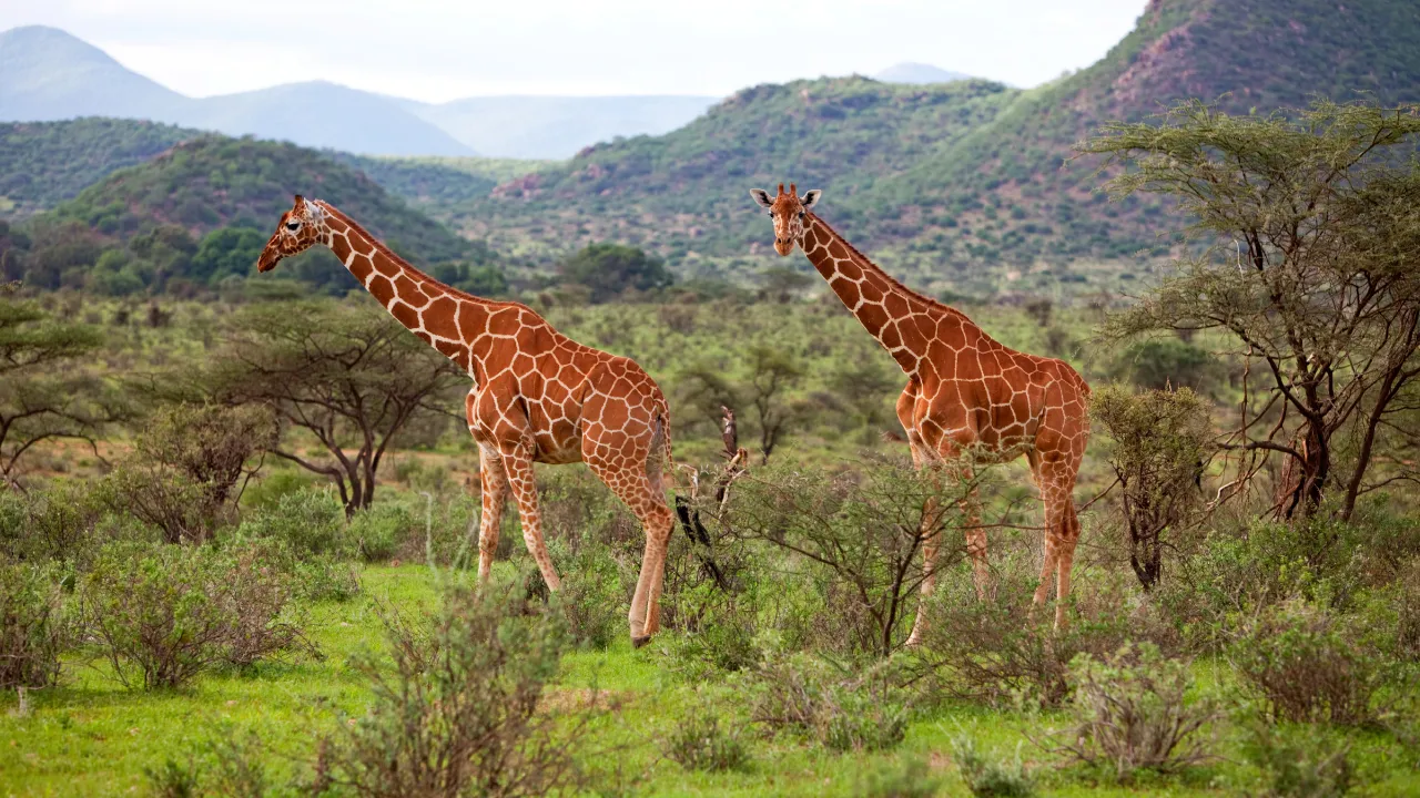 Giraffen är världens högsta djur och kan bli upp till 6 meter hög Giraffen är världens högsta djur och kan bli upp till 6 meter hög