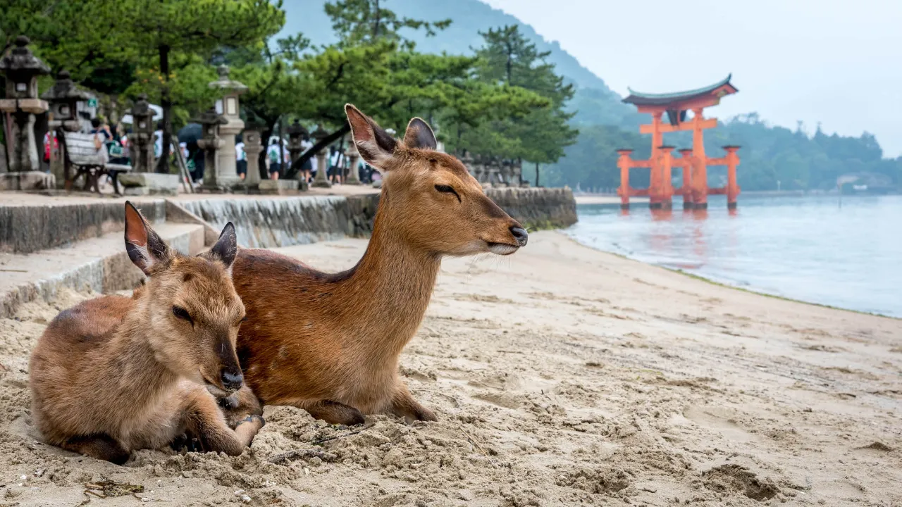 Scen från Miyajima-ön, där hjortarna anses vara heliga Scen från Miyajima-ön, där hjortarna anses vara heliga