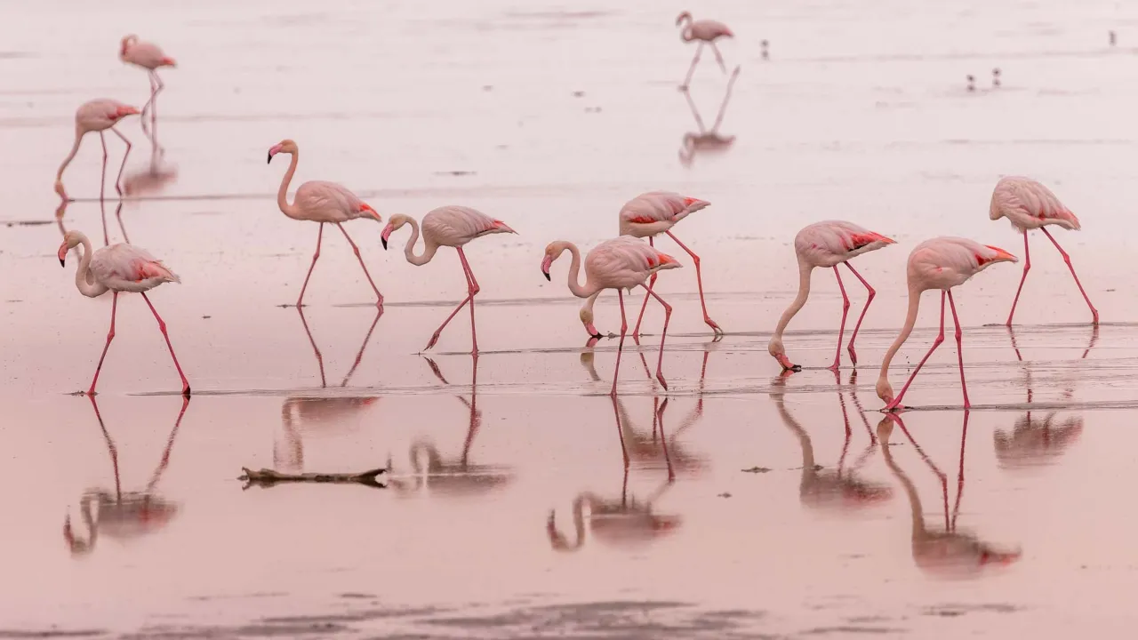 Flamingos i det grunda området vid Walvis Bay, Namibia