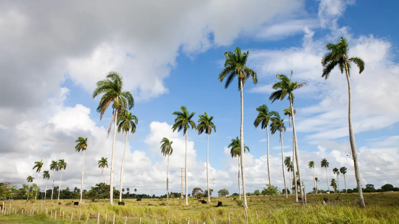 Palmer i Camagüey