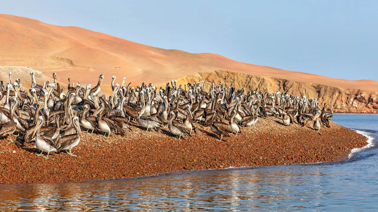 Pelikansamling vid kusten i Paracas nationalreservat