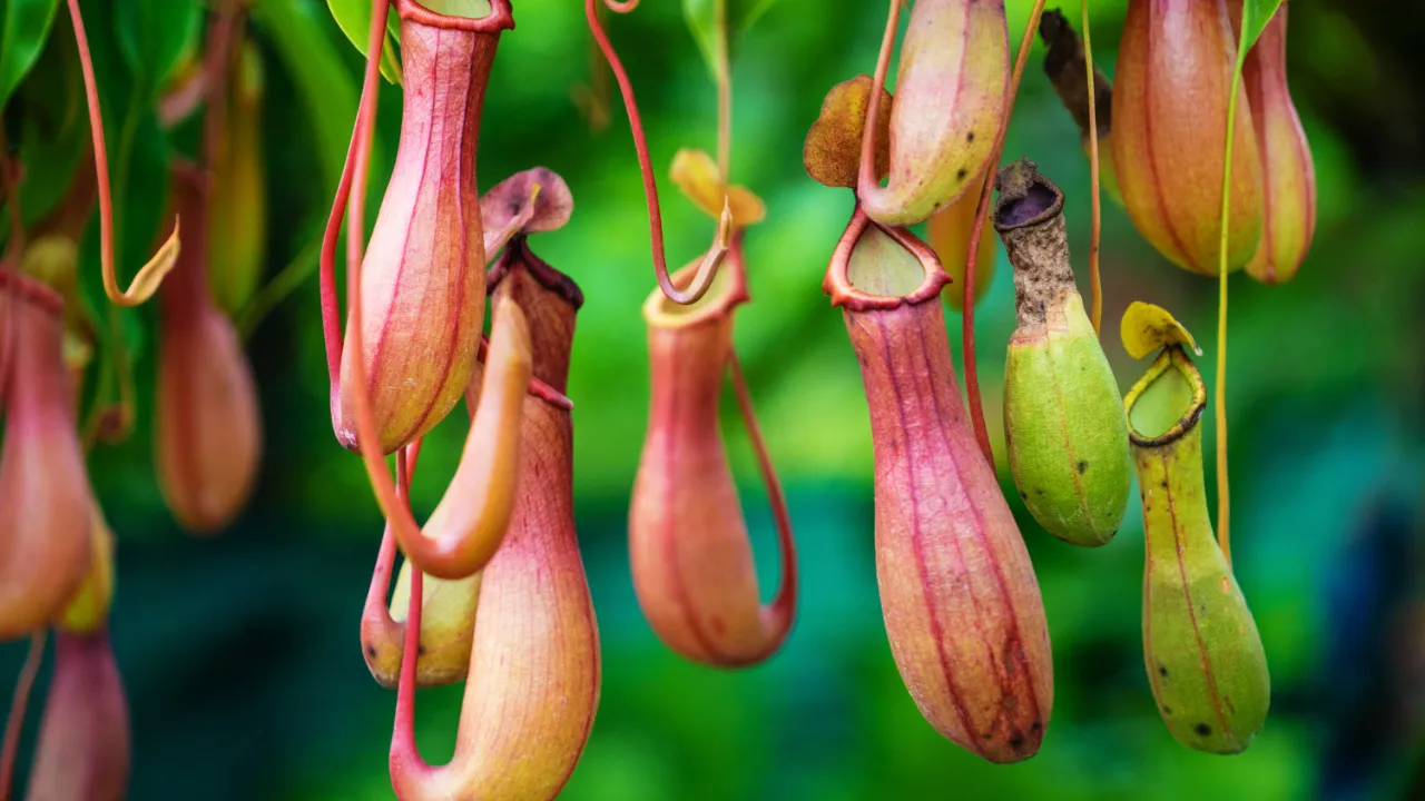Tropiska köttätande kannrankor lockar insekterna ”ner i kannan” med nektar, färger och doft samt kannans mycket hala kant Tropiska köttätande kannrankor lockar insekterna ”ner i kannan” med nektar, färger och doft samt kannans mycket hala kant