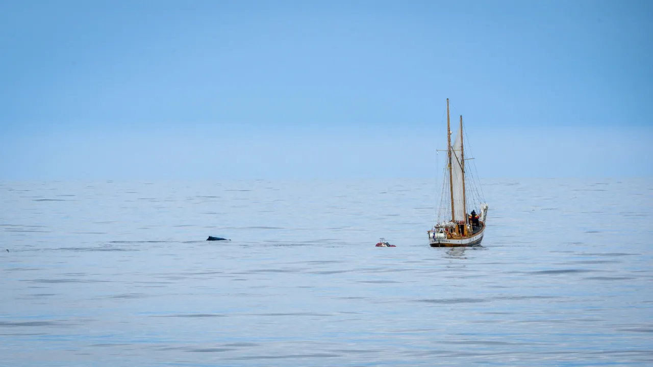 Segelfartyg och val i sikte Segelfartyg och val i sikte