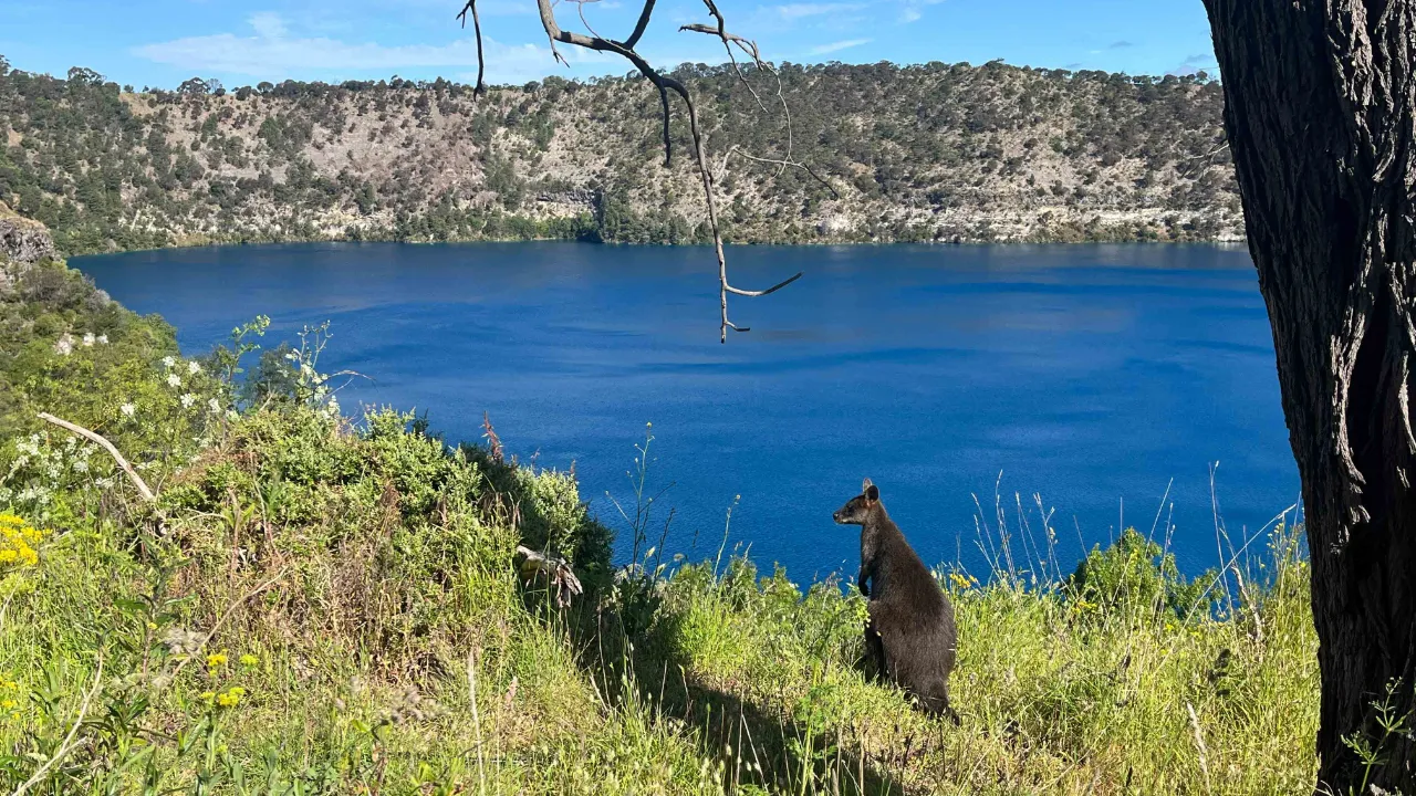 Wallaby med en fantastisk utsikt över Blue Lake i Mount Gambier Wallaby med en fantastisk utsikt över Blue Lake i Mount Gambier