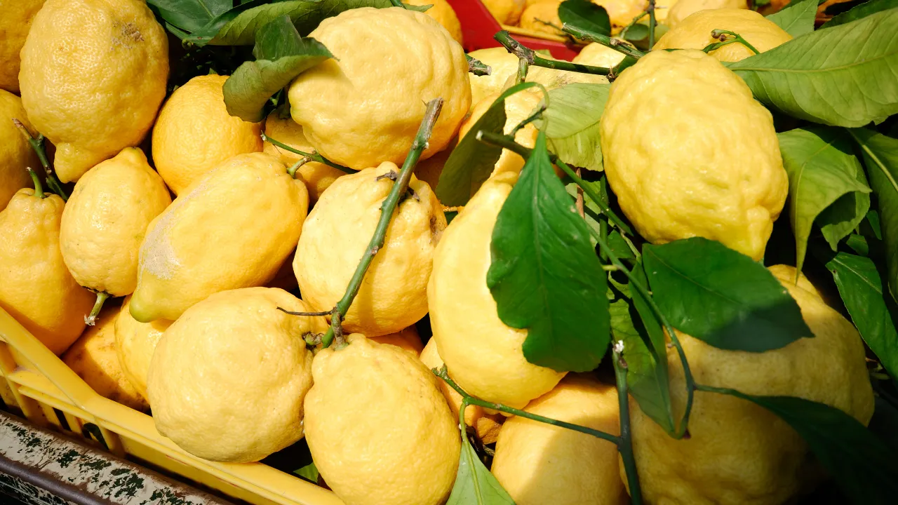 Citroner från Sorrento anses vara de bästa Citroner från Sorrento anses vara de bästa
