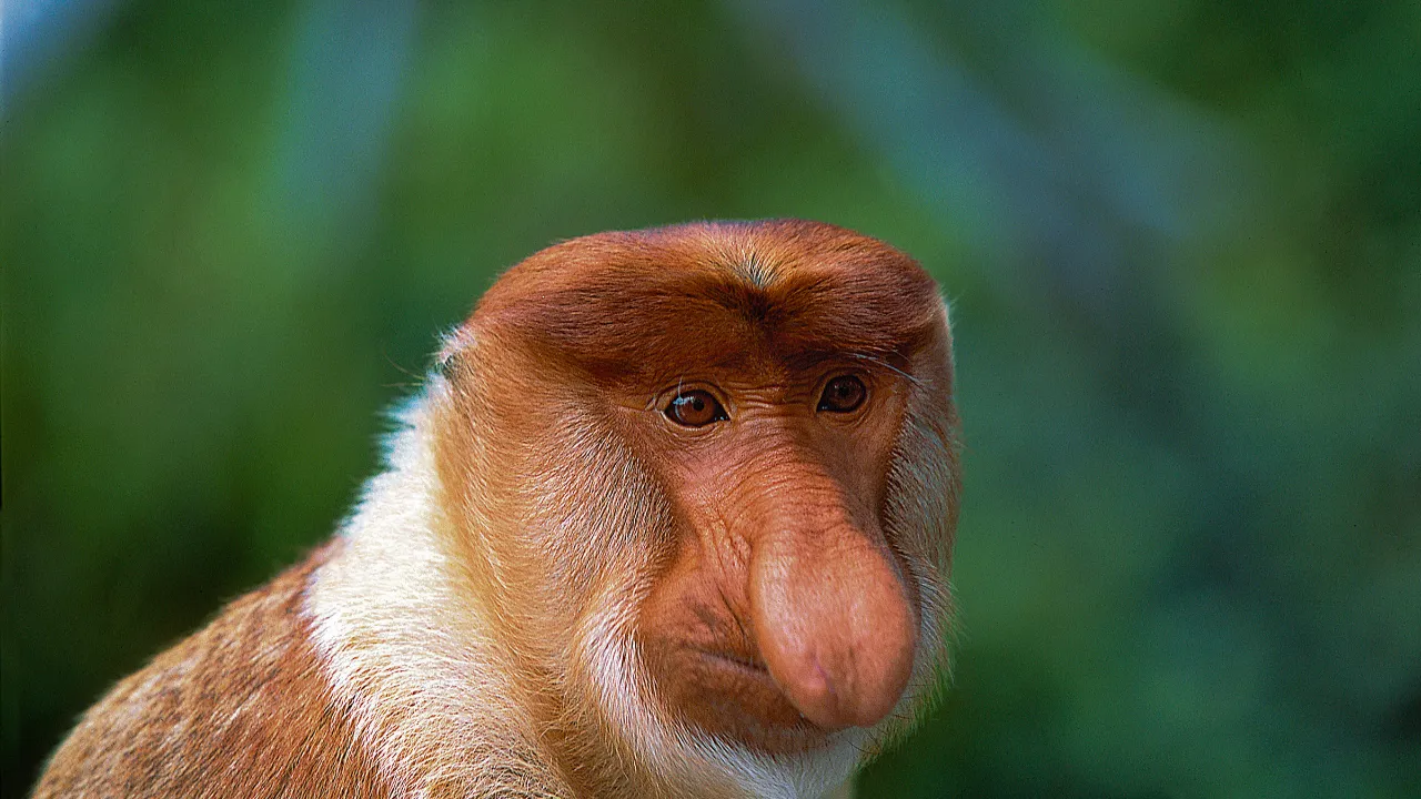 Näsapa från Borneos regnskog Näsapa från Borneos regnskog