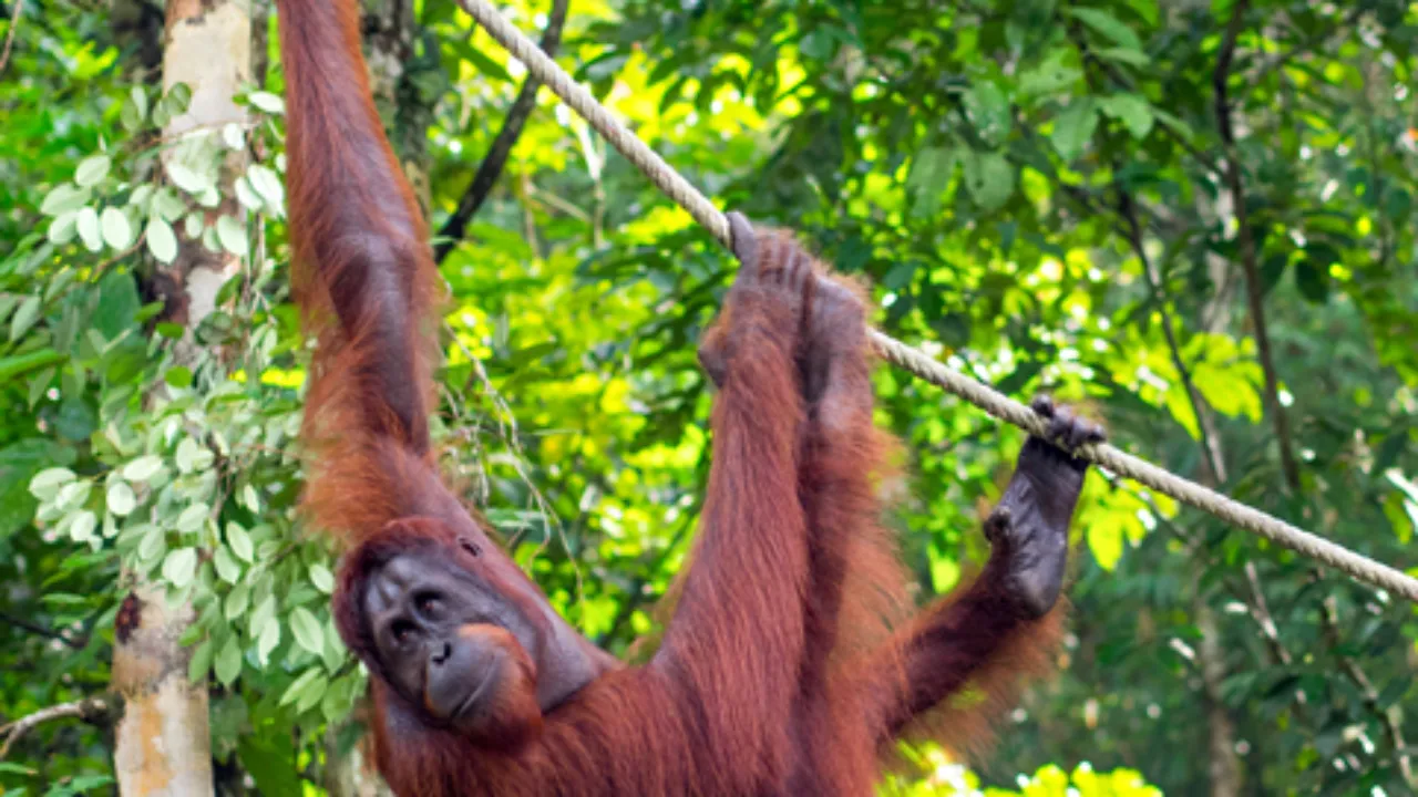 Orangutang i Semenggoh Wildlife Centre på Borneo Orangutang i Semenggoh Wildlife Centre på Borneo