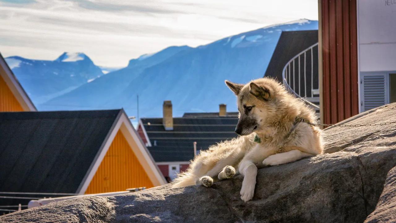 Slädhund vilar