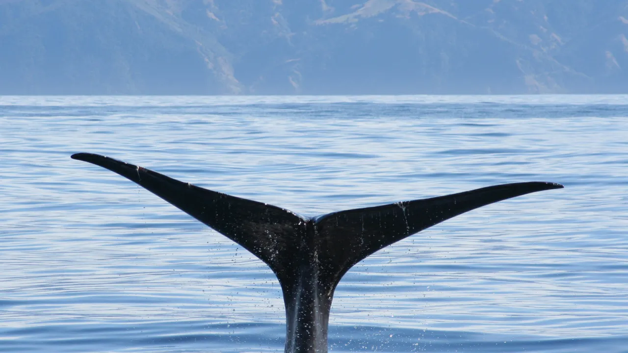 Kaskelotval dyker vid Kaikoura Kaskelotval dyker vid Kaikoura