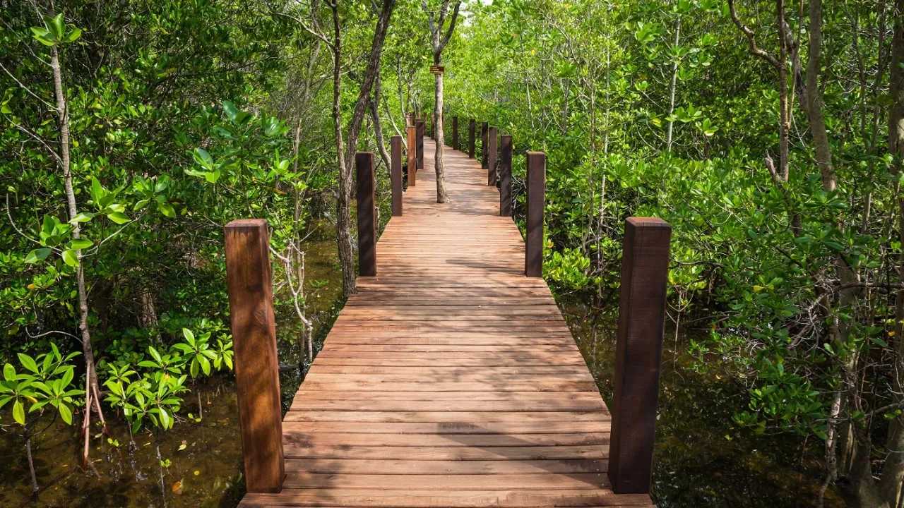 Träbro sträcker sig genom den frodiga mangroveskogen vid Kung Krabaen Bay i Chanthaburi