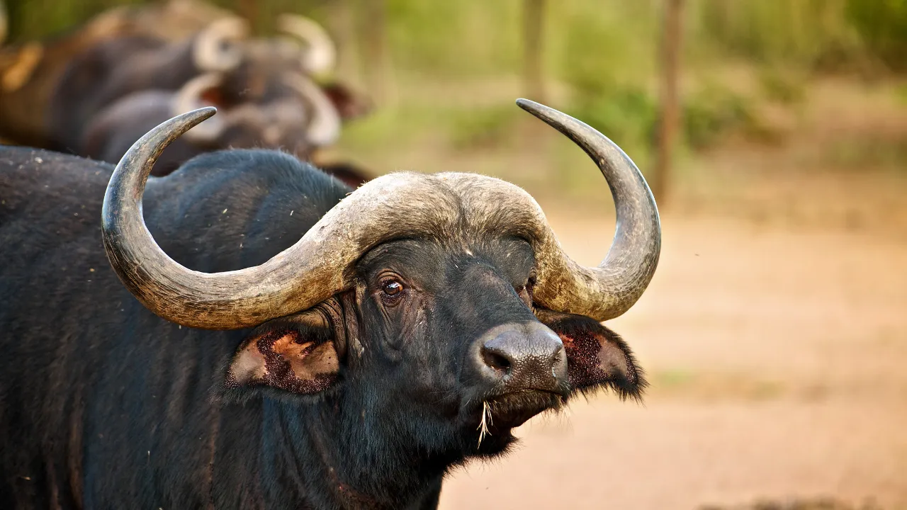 Buffel i Entabeni Buffel i Entabeni