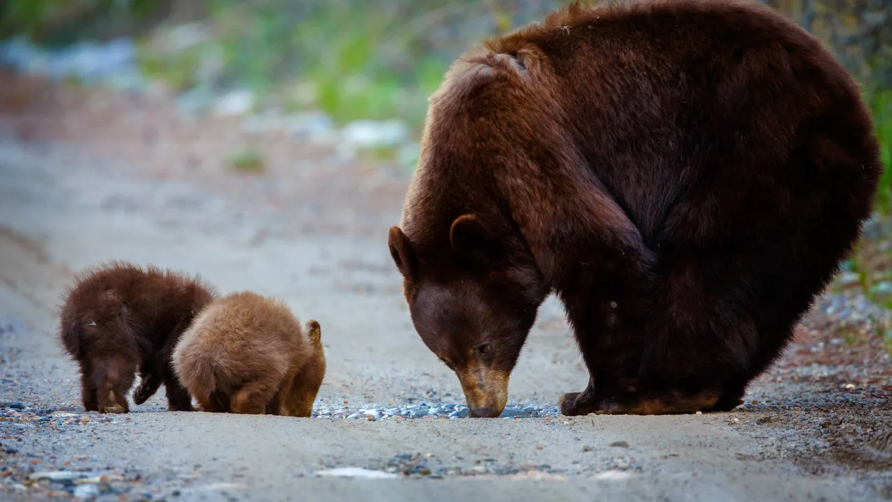 Familjemys i Alaska