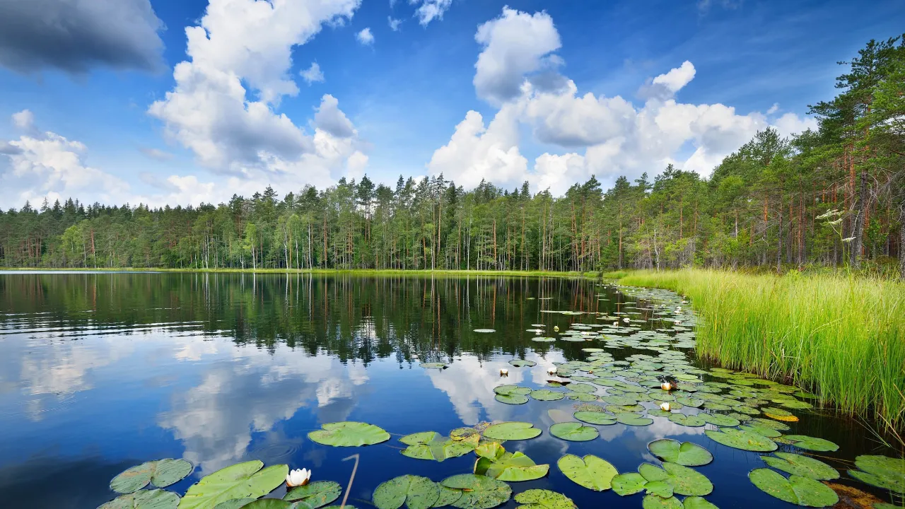 Saimensjön, Finlands största, är hem för den sällsynta saimaannorpan som bara lever där Saimensjön, Finlands största, är hem för den sällsynta saimaannorpan som bara lever där