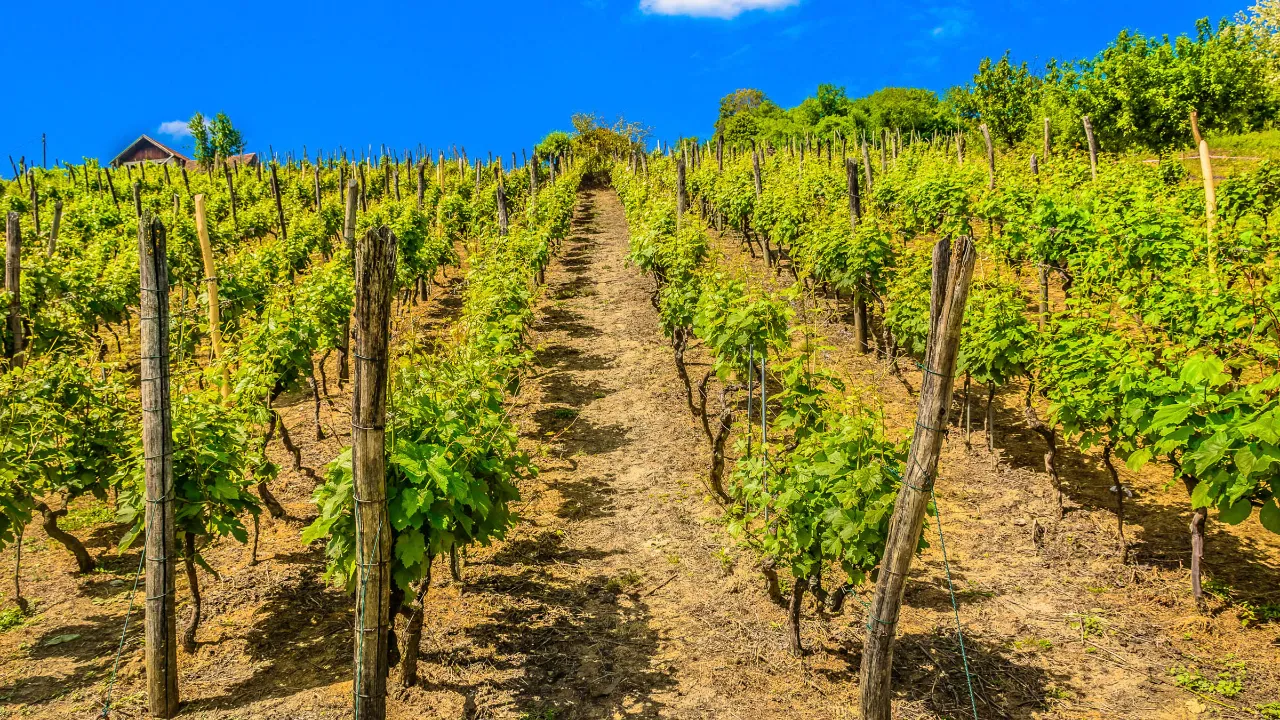 Kroatien är ett litet vinland med en produktion på ca 75 miljoner liter vin per år Kroatien är ett litet vinland med en produktion på ca 75 miljoner liter vin per år