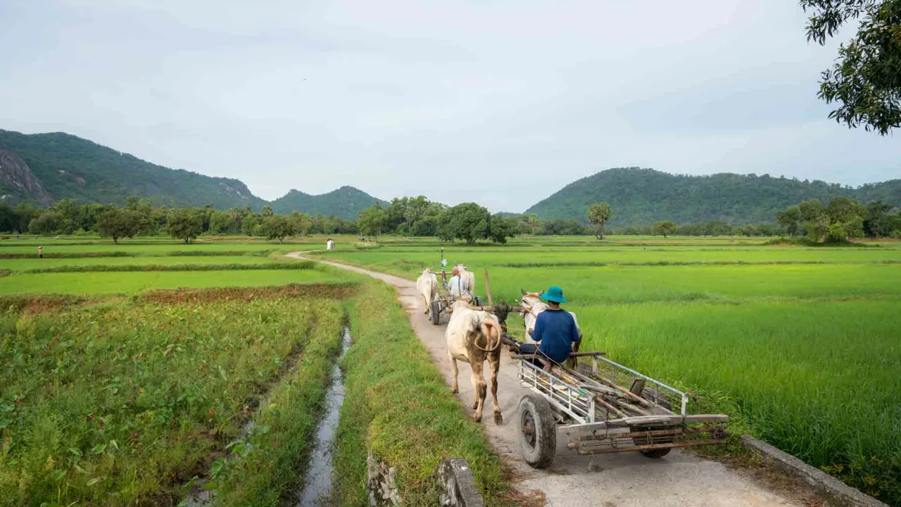 Frodiga risfält i Mekongdeltat nära Châu Đốc Frodiga risfält i Mekongdeltat nära Châu Đốc