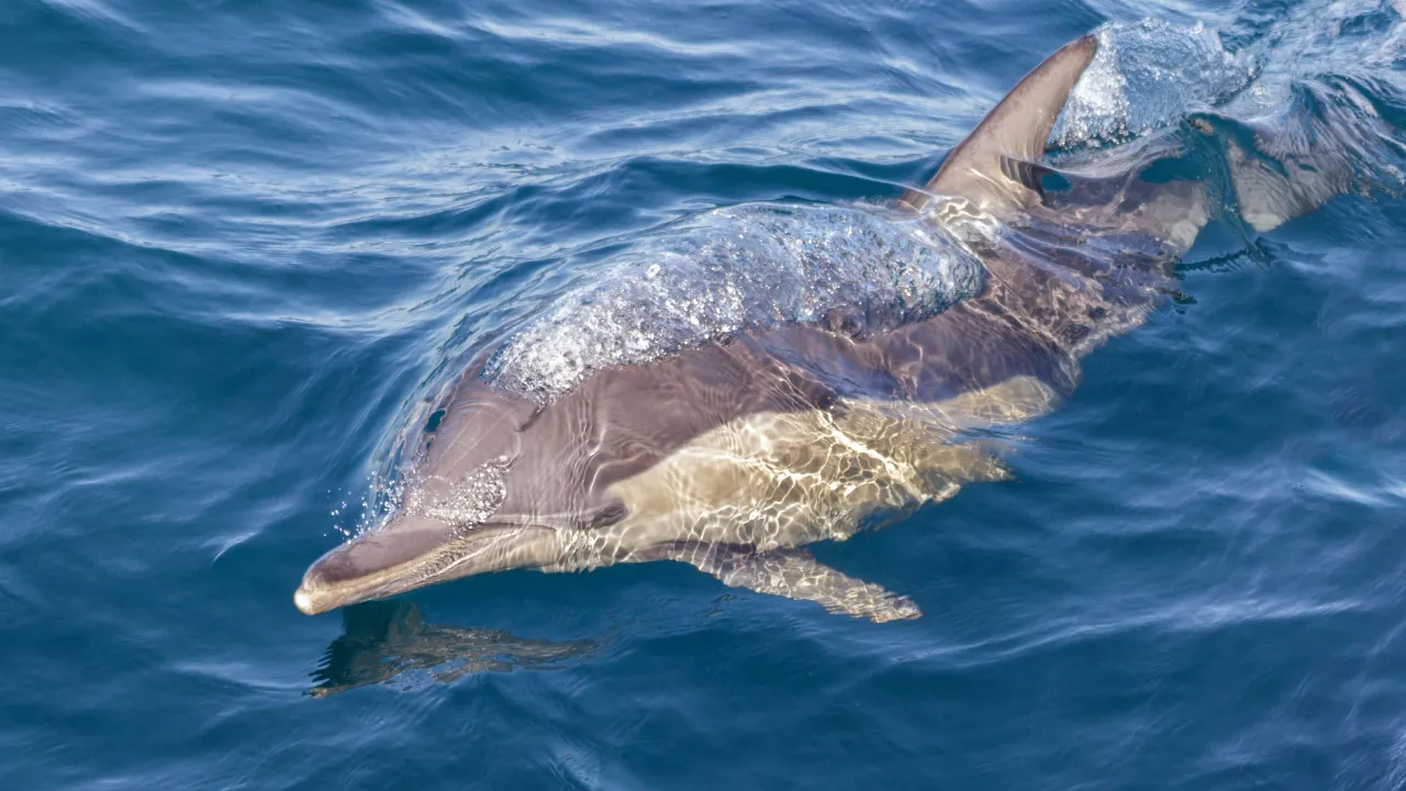 Delfin (tumlare) vid Port Stephens Delfin (tumlare) vid Port Stephens