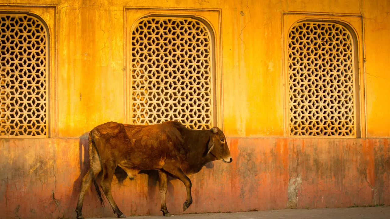 Kon anses vara en helig och moderlig symbol inom hinduismen