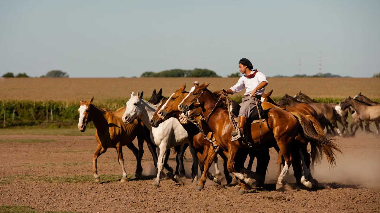 Gaucho med hästflock på den argentinska pampan Gaucho med hästflock på den argentinska pampan