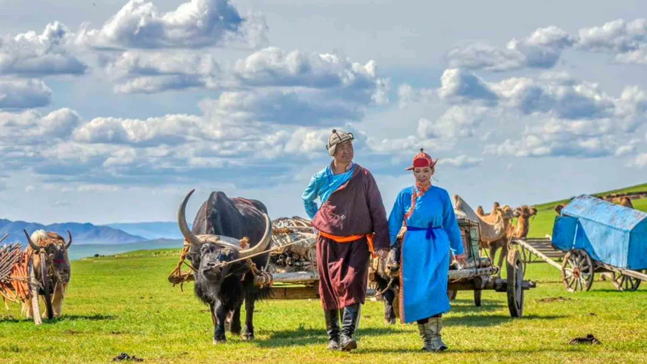 Mongoliska nomader med oxdragna vagnar på stäppen