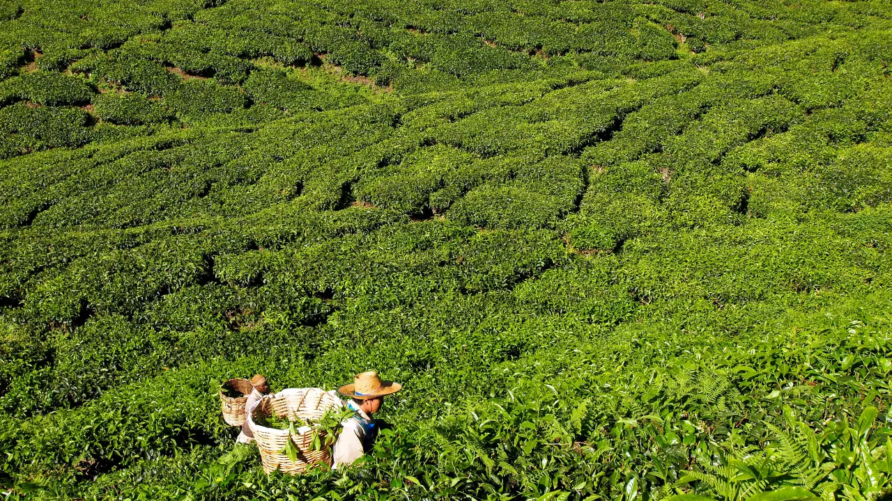 Teplockare i Cameron Highlands Teplockare i Cameron Highlands