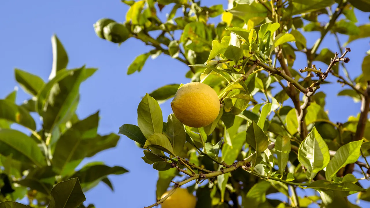 Citronträd både blommar och bär frukt året runt