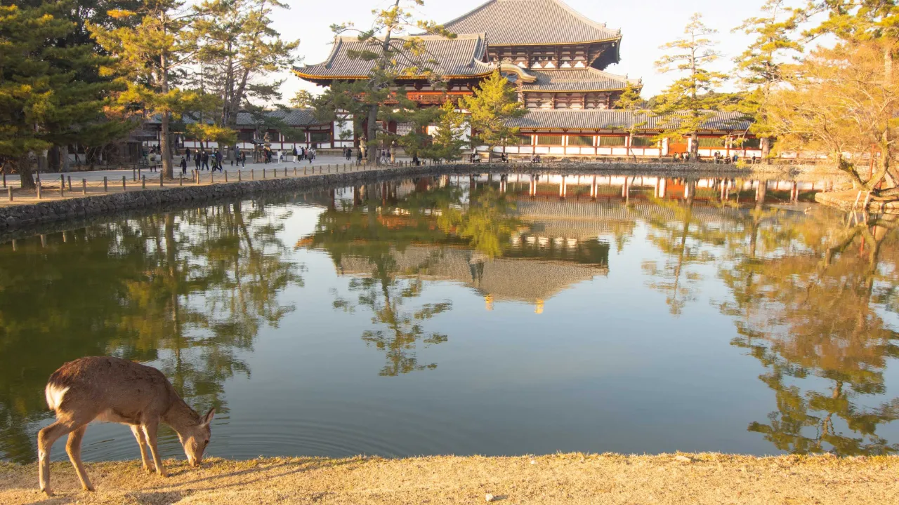Gullpaviljongen i Kyoto Gullpaviljongen i Kyoto