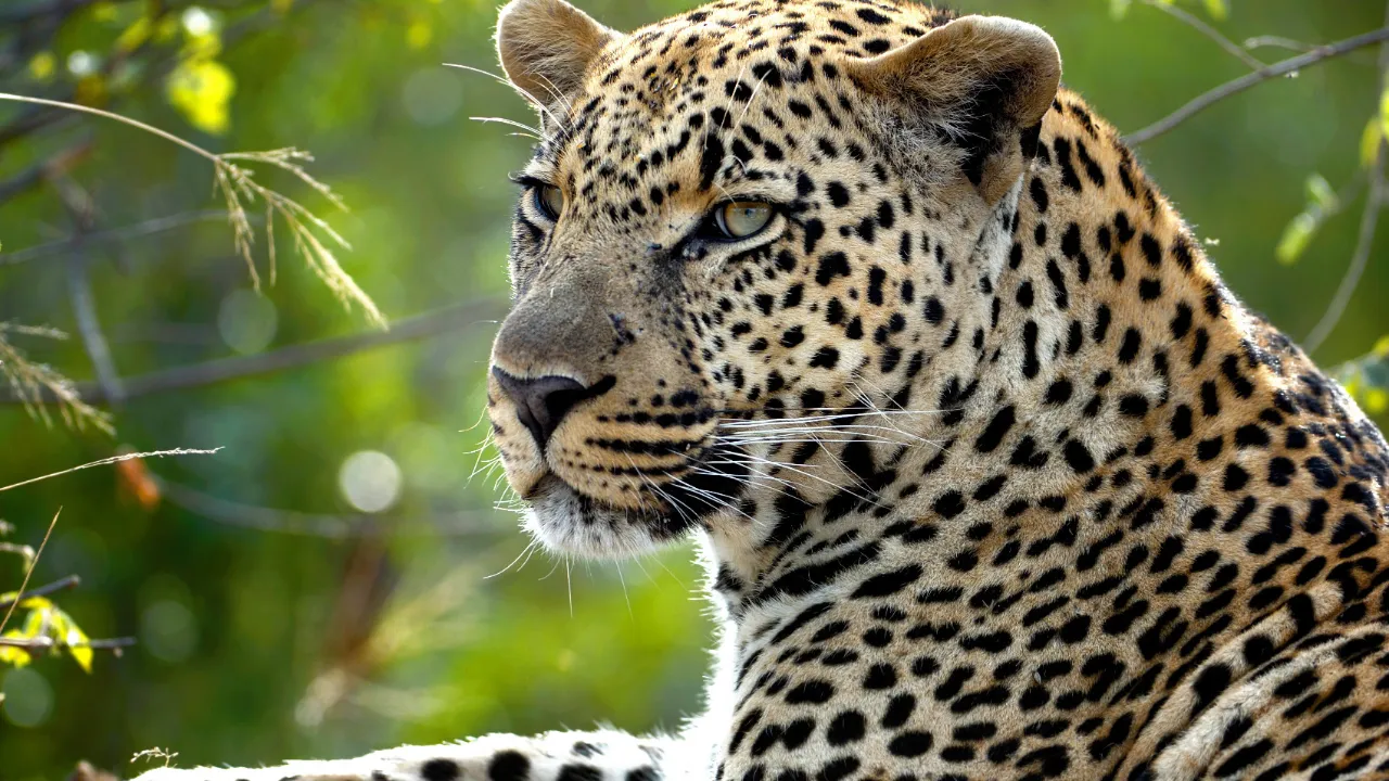 Leoparden kan springa i över 60 km/h Leoparden kan springa i över 60 km/h
