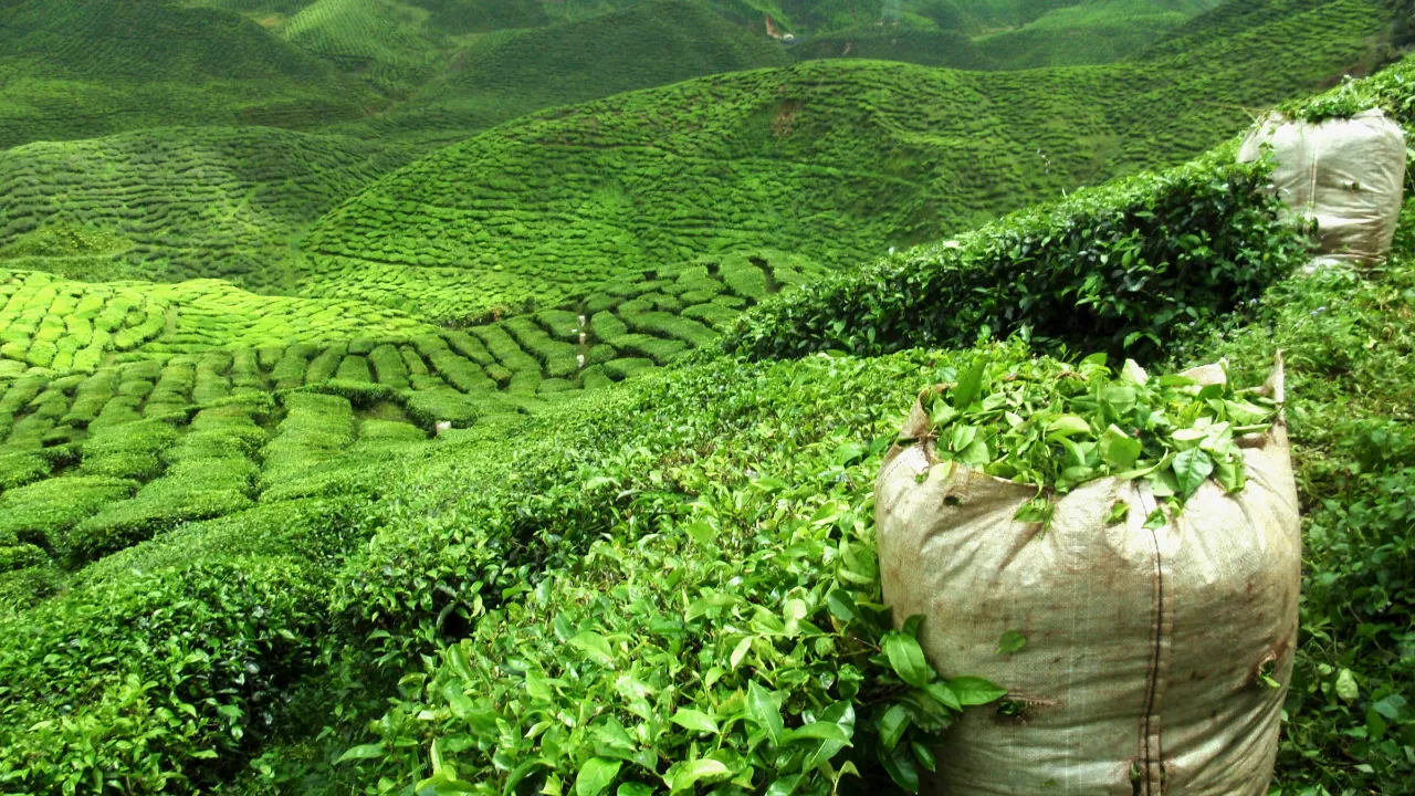 Teplantager vid Darjeeling