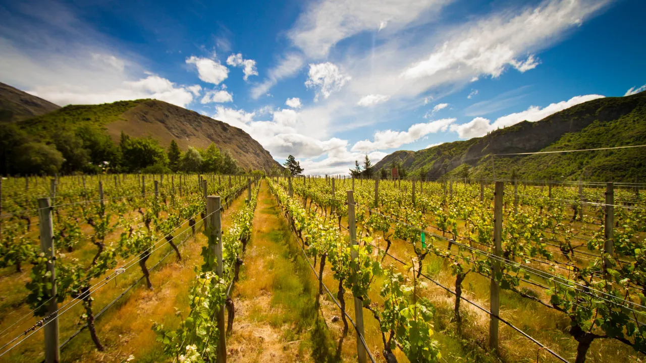 Nya Zeeland producerar cirka 350 miljoner liter vin årligen – främst Sauvignon Blanc Nya Zeeland producerar cirka 350 miljoner liter vin årligen – främst Sauvignon Blanc