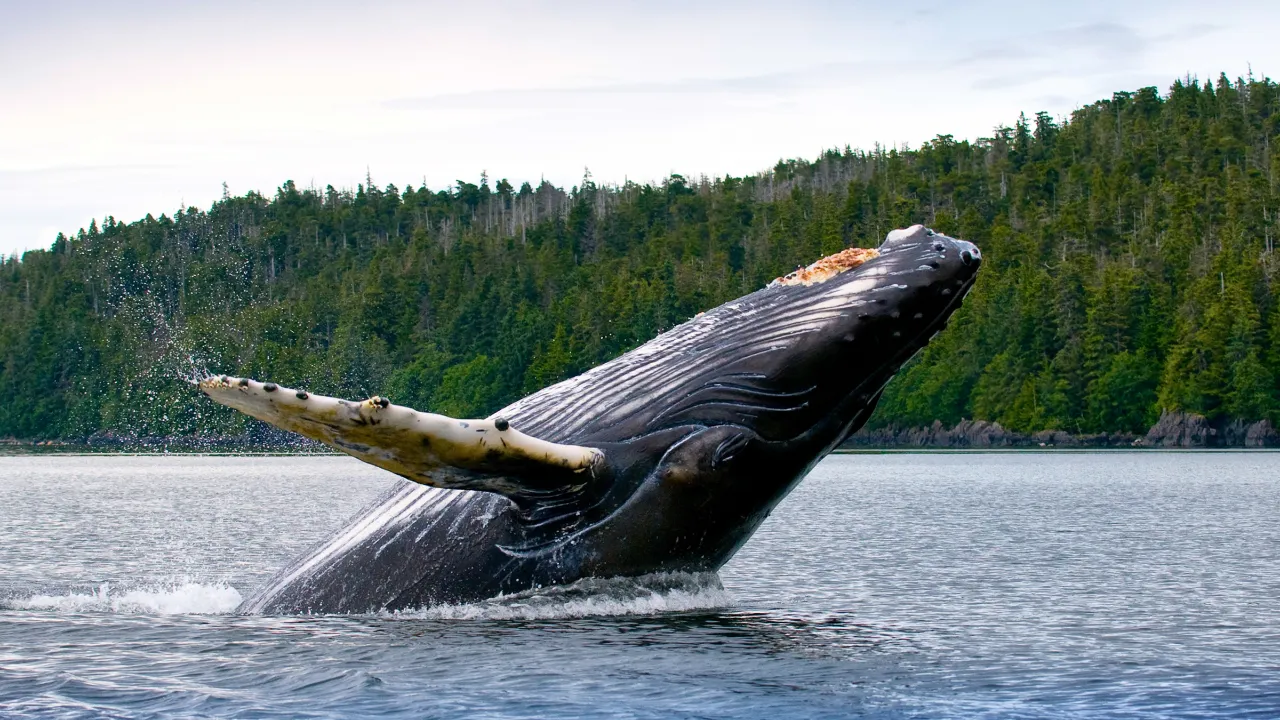 20 meter långa knölvalar