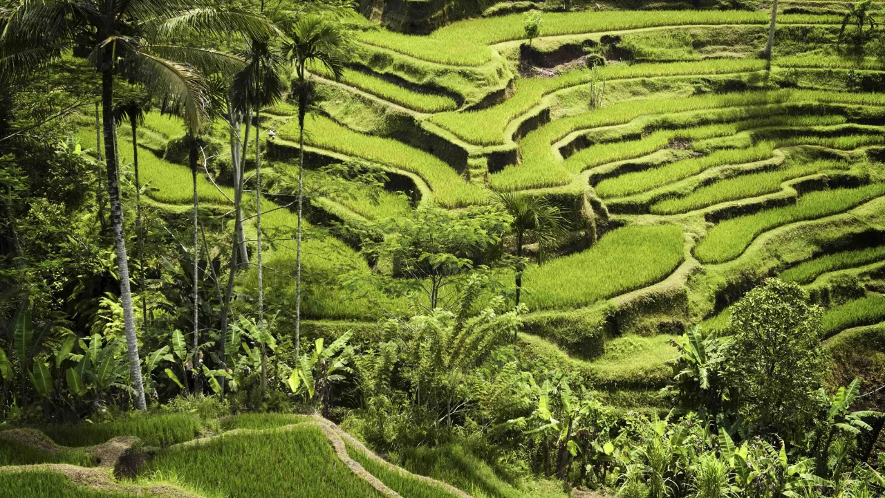 Imponerande risterrasser vid Ubud Imponerande risterrasser vid Ubud