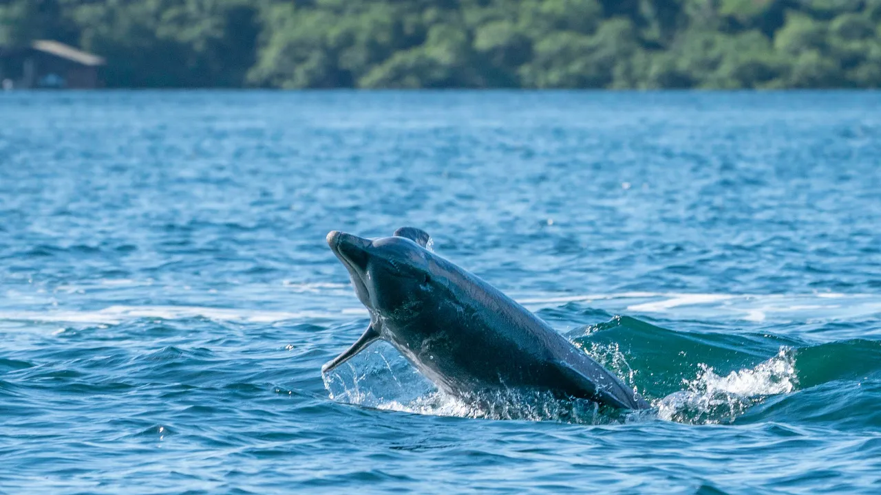 Delfinen leker i havet vid Bocas del Toro