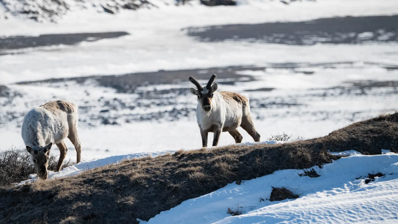Renar i tundran vid Kangerlussuaq Renar i tundran vid Kangerlussuaq