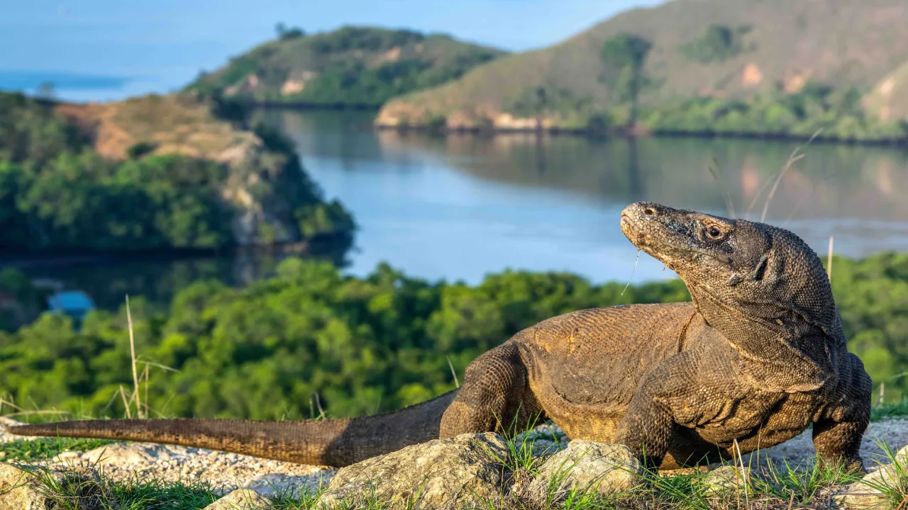 Komodovaranen är världens största nu levande ödla – kan bli upp till 3 meter lång Komodovaranen är världens största nu levande ödla – kan bli upp till 3 meter lång