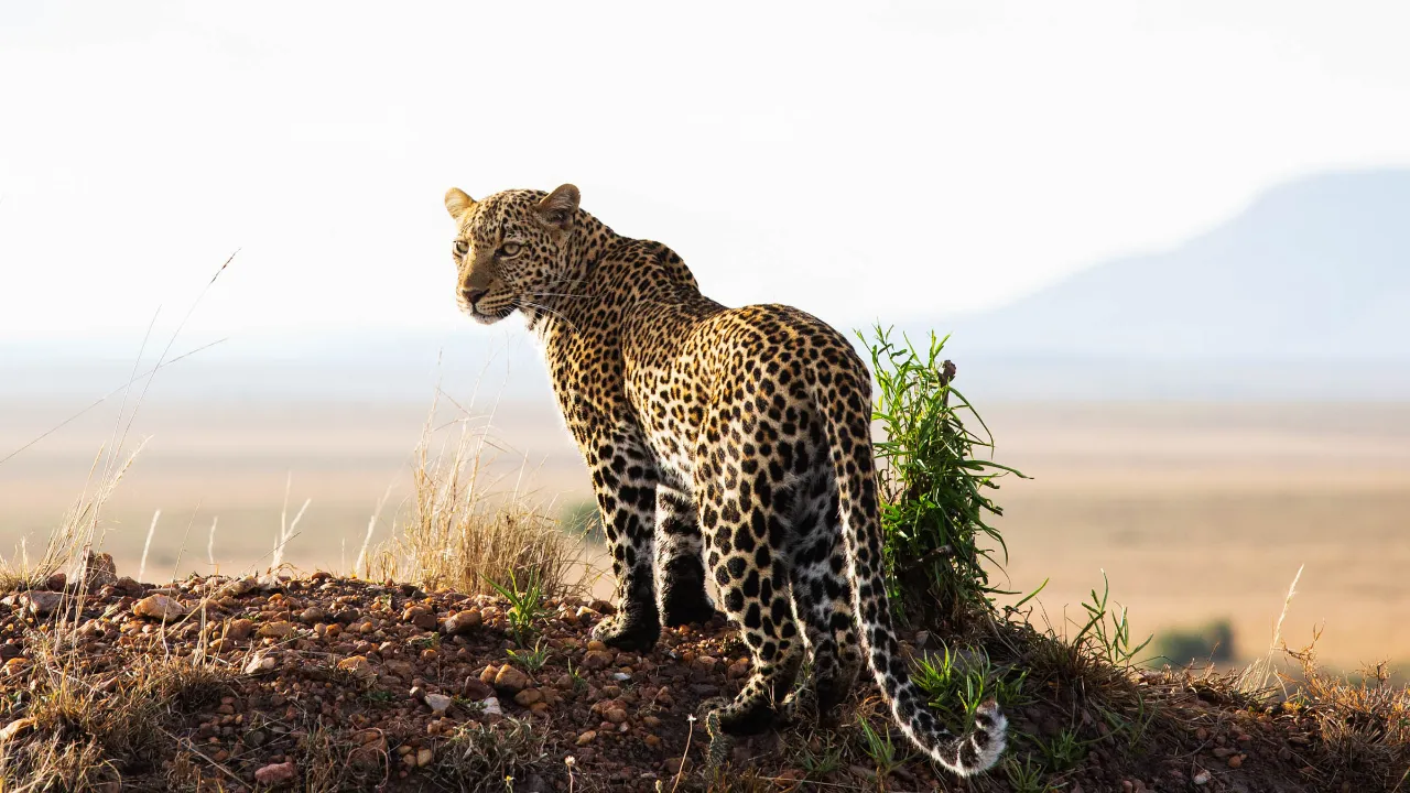 Leoparden tittar över axeln Leoparden tittar över axeln