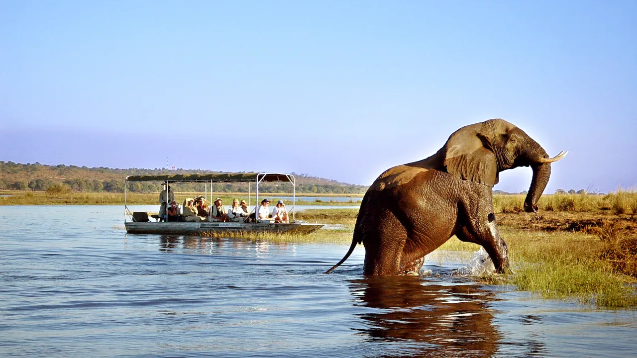 Elefant vid Chobe Safari Lodge i Botswana