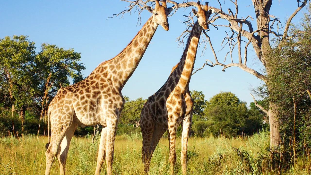 Girafferna är de högsta djuren i världen och blir 5,5–6 meter höga Girafferna är de högsta djuren i världen och blir 5,5–6 meter höga