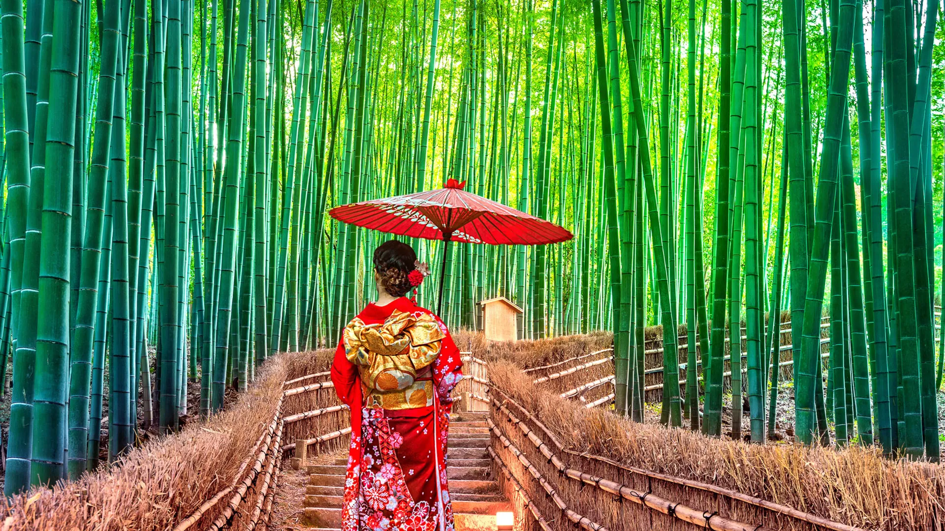 Bambulund i Kyoto Bambulund i Kyoto