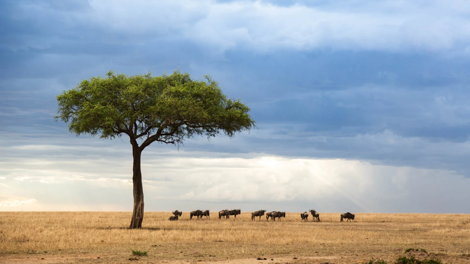 En liten flock gnuer på savannen