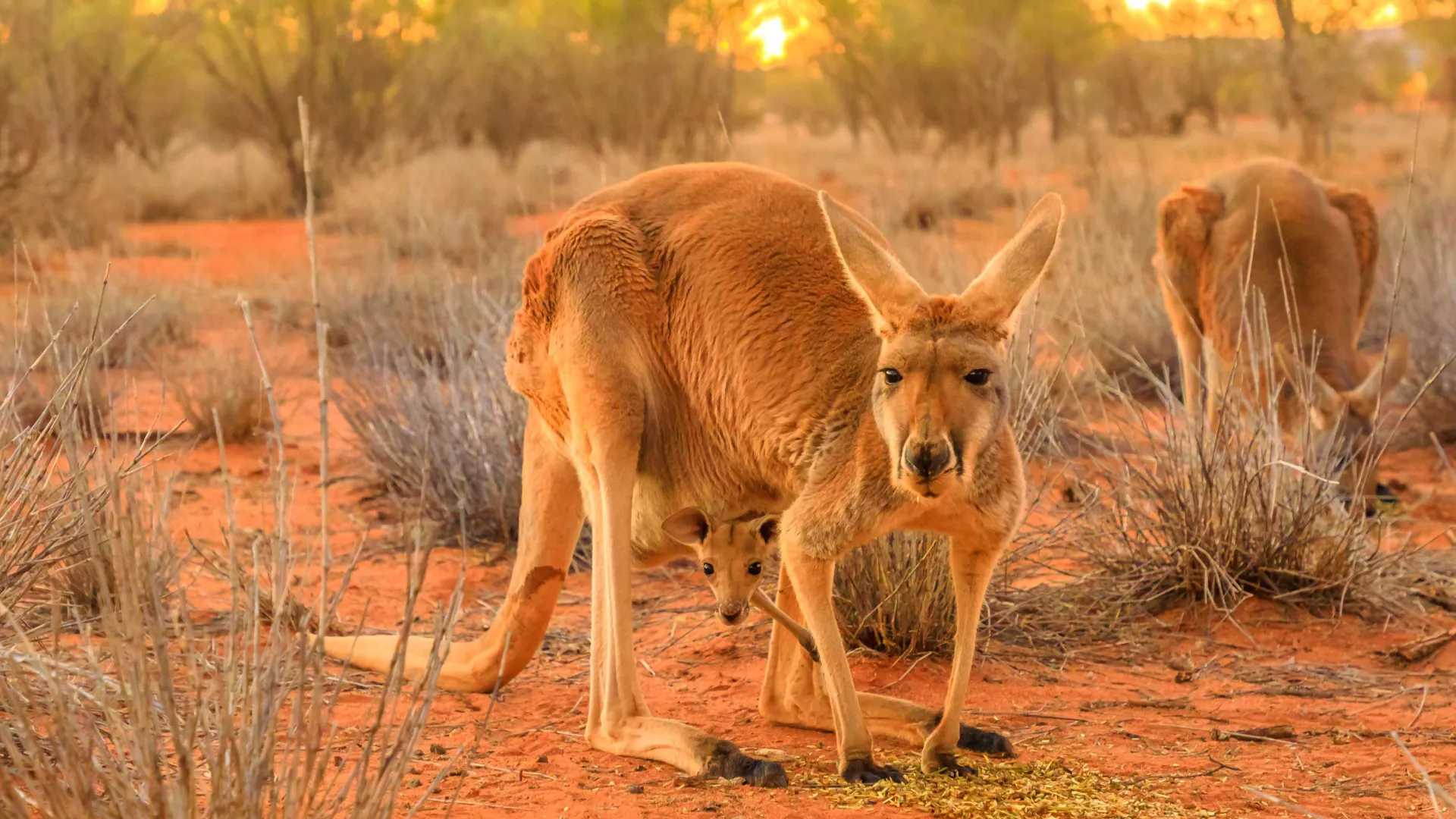Känguruns unge är bara 2 cm vid födseln och stannar i pungen tills den är tillräckligt stor Känguruns unge är bara 2 cm vid födseln och stannar i pungen tills den är tillräckligt stor