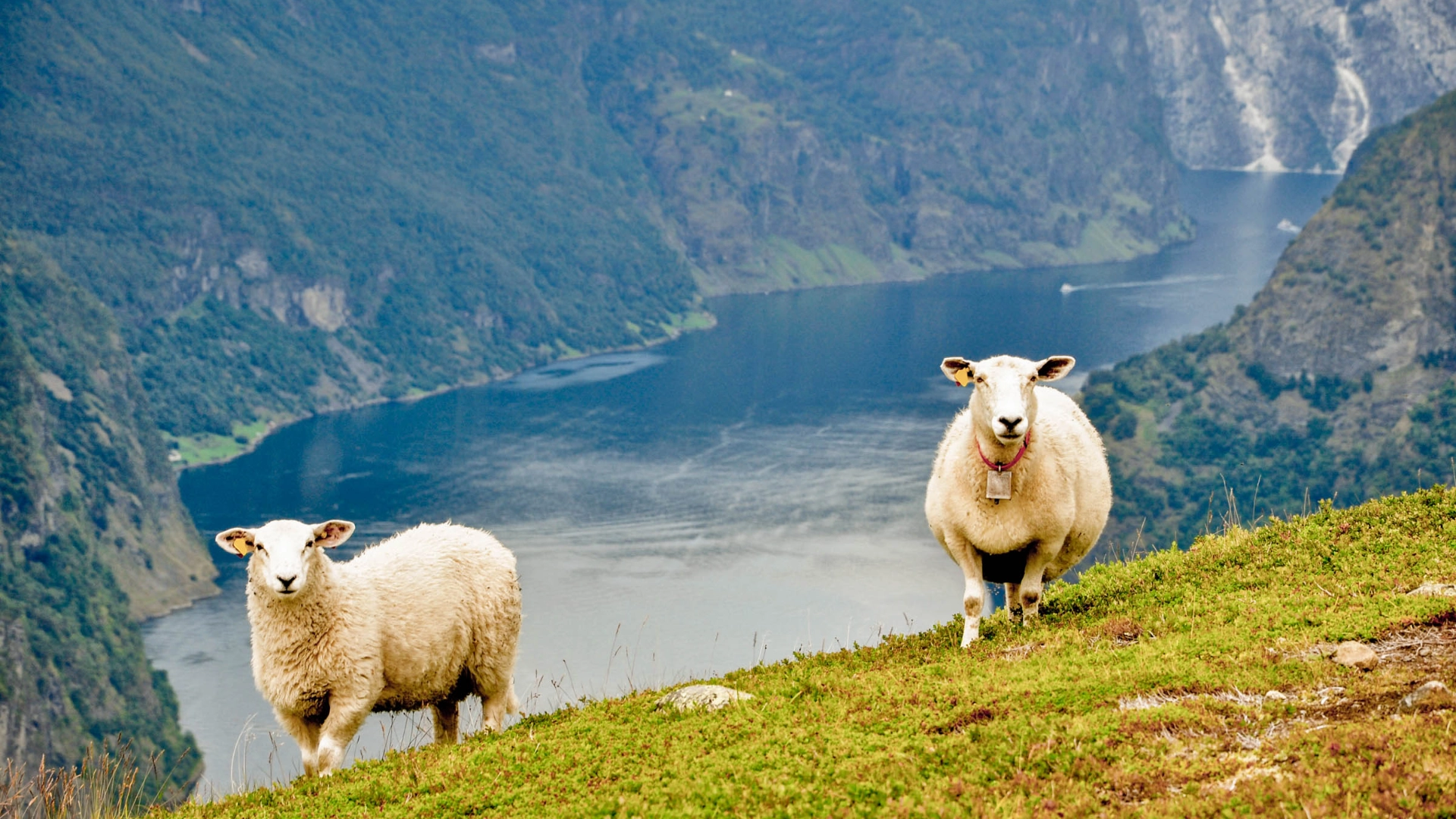 Fjordar och branta bergssidor
