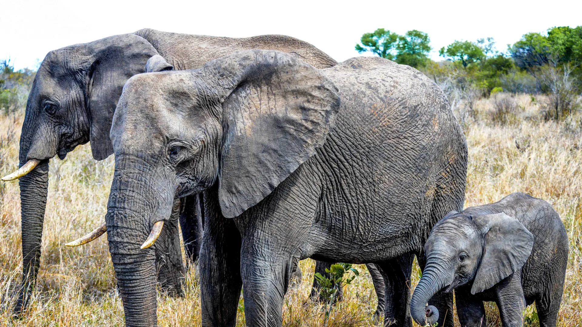 En elefantunge kallas för en elefantkalv och väger mellan 70 och 90 kilo vid födseln