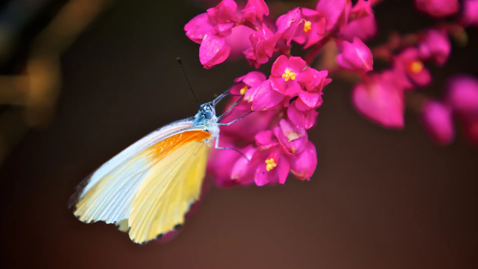 Inte alla djur på savannen är stora