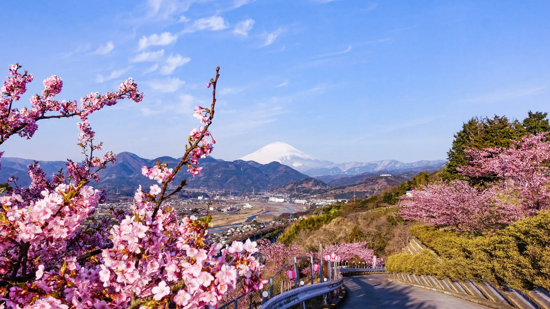 Berget Fuji reser sig bakom de färgglada körsbärsträden Berget Fuji reser sig bakom de färgglada körsbärsträden